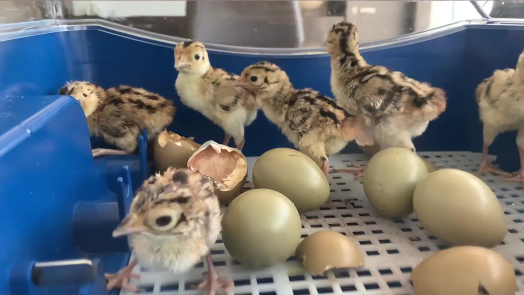 Inkubace vajec u líhně LUMIA 16 AUTOMATIC